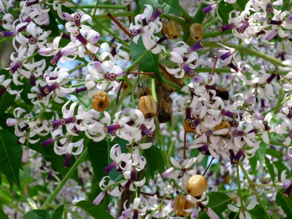 Cedar Tree Flower