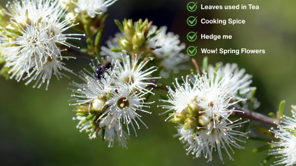 Native bee on white, honey-scented flowers of the Australian native Kunzea ambigua