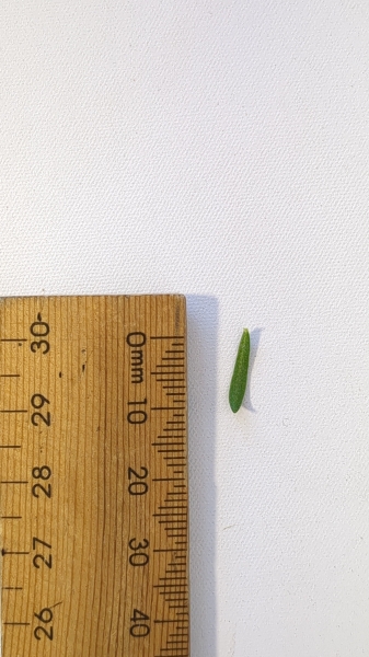 Leaf of the White Kunzea