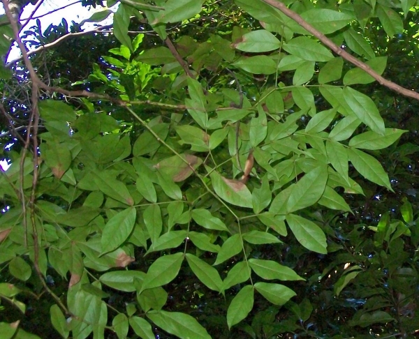 Archidendron hendersonii, Coffs Harbour Botanic Gardens, Australia