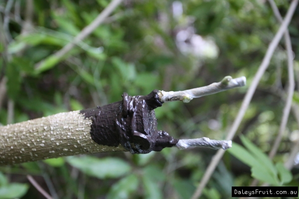 Bark grafting top working White Sapote