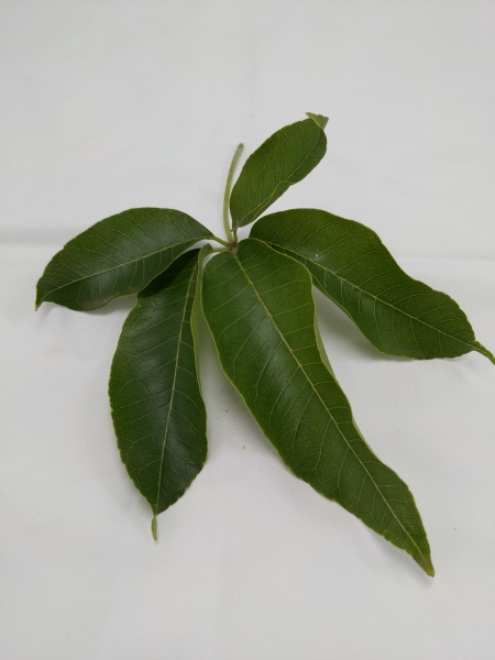 Leaf of the White Sapote