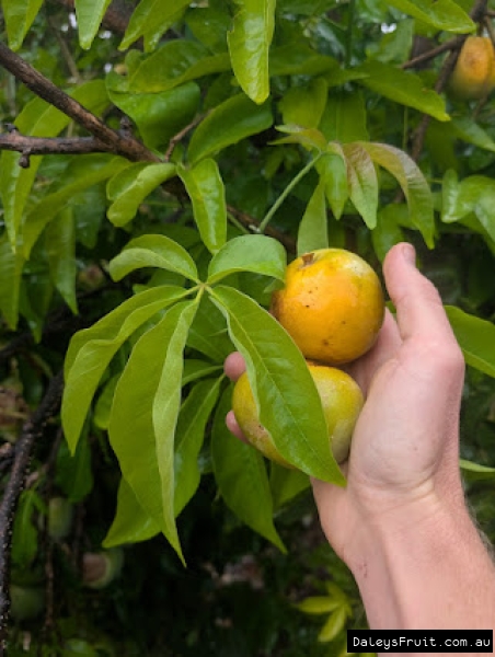Beautiful Yellow orange colouring on ripe Chris White Sapotes held against pale green fresh leaves.
