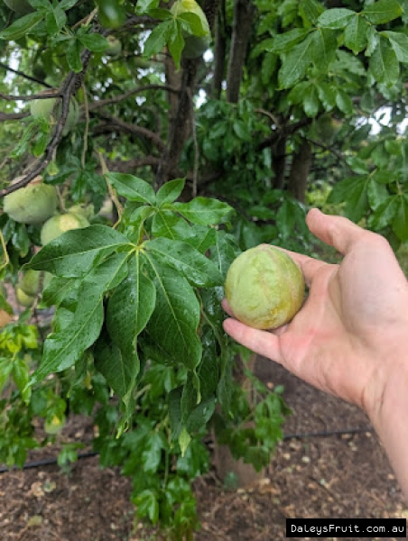 Golden Globe White sapote held up to green leaves in Adelaide region