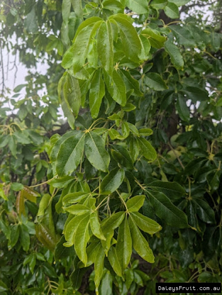 Fresh growth flush on a Golden Globe tree in Adelaide region