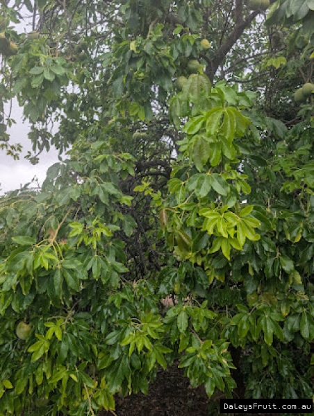 Fresh flush on a vigorous Golden Globe sapote loaded with fruit
