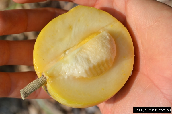 Golden Globe White Sapote Fruit being held in the hand and is split in two showing the seed and that the golden colour has gone all through the flesh and the skin is just a touch darker in colour perhaps because it is touched by the sun