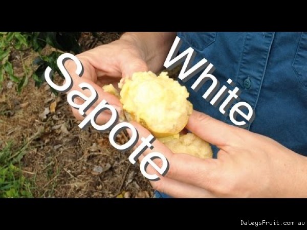 Taste of the Kampong White Sapote