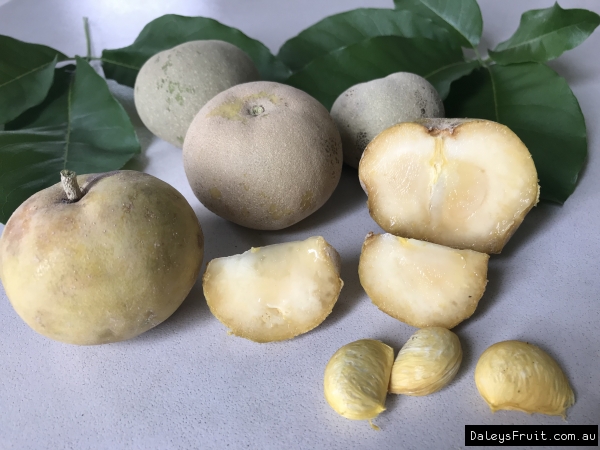 Kampong White Sapote