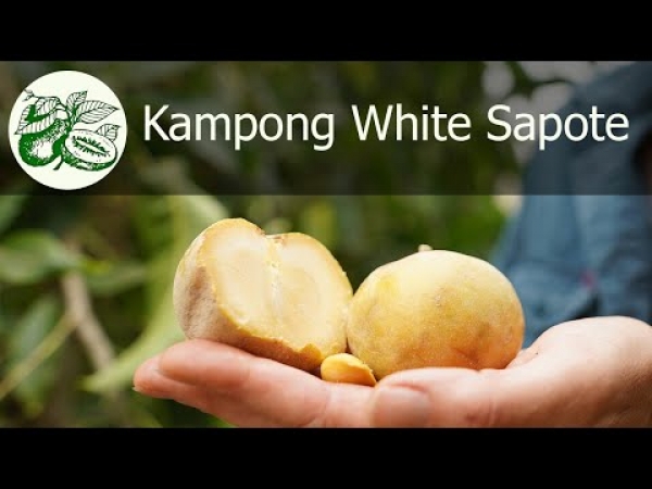 The Kampong White Sapote is self fertile and produces and abundant crop of sweet, tasty, fruit.