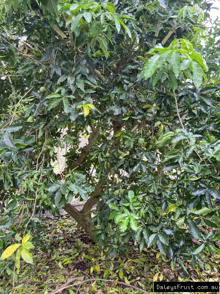 Mac's Golden tree growing in the exclusion orchard at Daleys in 2021. Loaded with fruit which will ripen during summer.