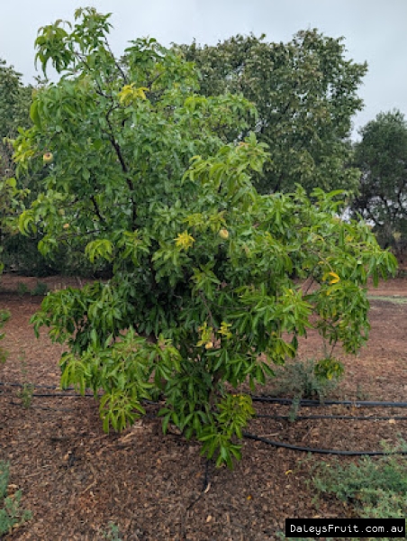 Small Ortega White sapote tree in Adelaide region
