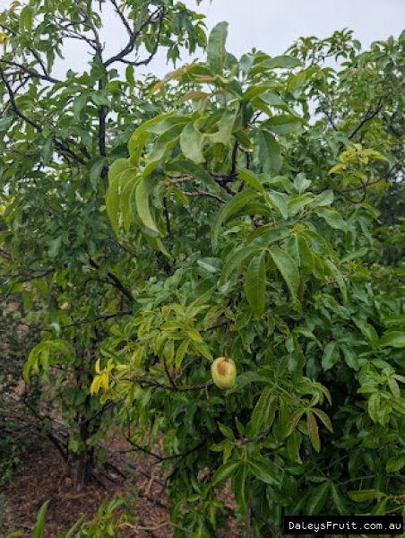 Small Ortega White sapote tree in Adelaide region
