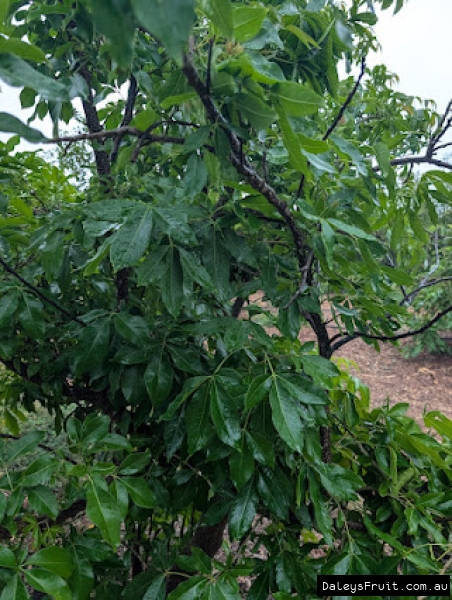 Vigorous growth on the Ortega White Sapote tree