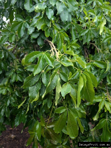 Pike White Sapote Leaves on a vigours growing tree