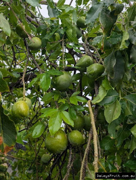 Heavily loaded branches on a Pike White Sapote