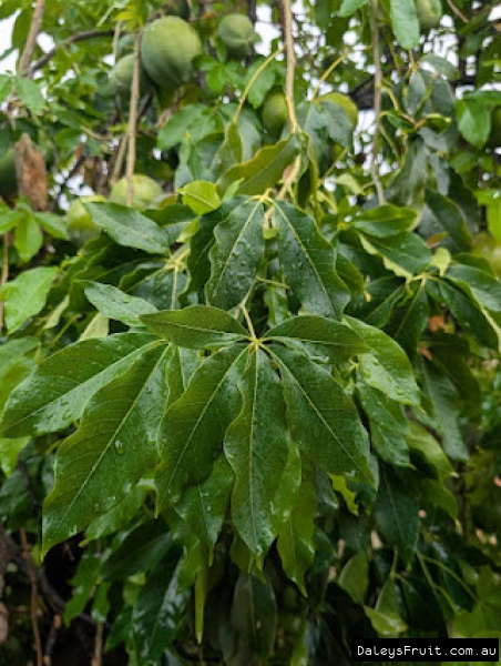 Green leaves on a vigorous Pike White Sapote