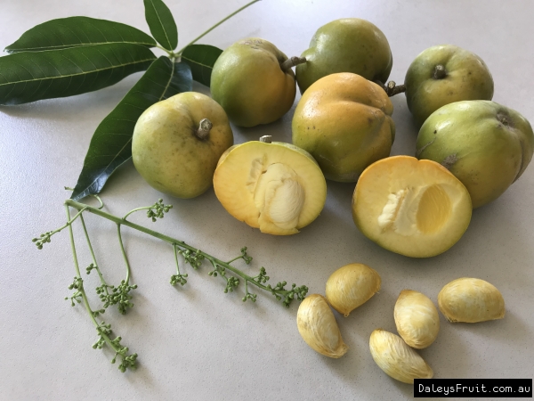 White Sapote - Reinecke Commercial fruit