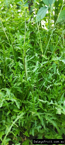 Wild Rocket close up of the leaves growing and ready to harvest
