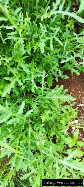 Wild Rocket close up of the leaves growing and ready to harvest