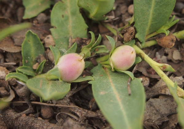 eremophila debilis