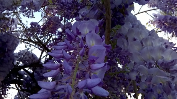 Wisteria Purple Plant