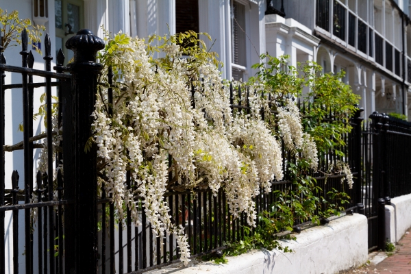 white wisteria flowers draping over fence