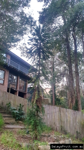 Wollemi Pine found in the blue mountains by Daleys Fruit Tree Staff