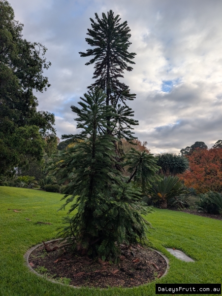 Striking Wollemi growing in Adelaide gardens