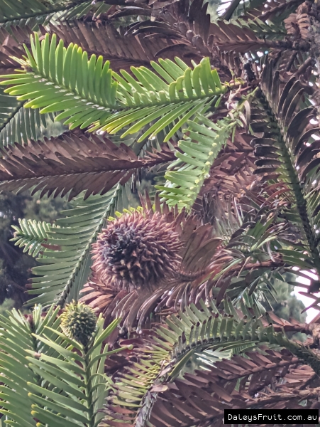 Drying cones on wollemi fronds