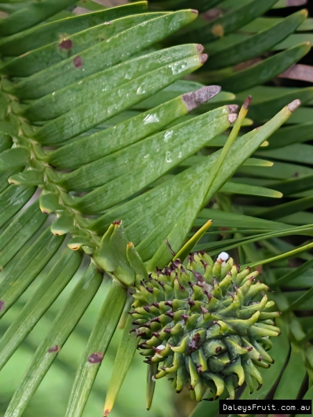 Green and developing Wollemi cone