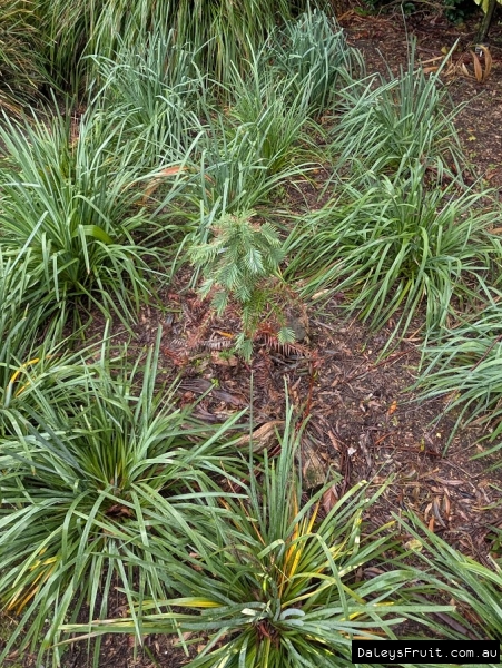 Young Wollemi Pine in Adelaide Botanic Gardens