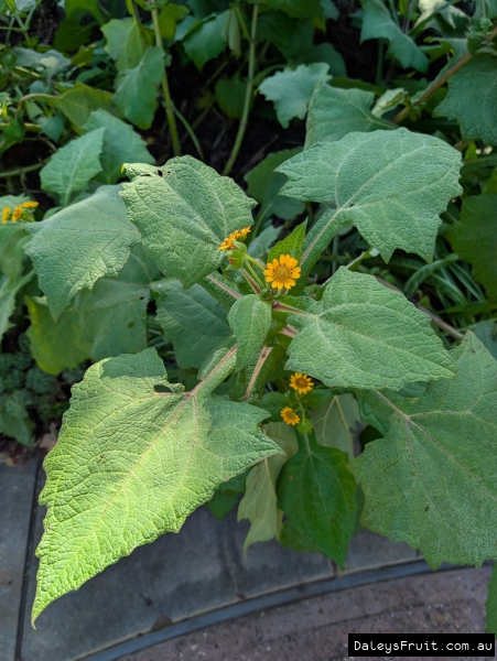 Yacon in flower in early Adelaide Witner
