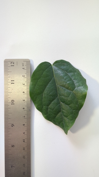 Leaf of the Yanang