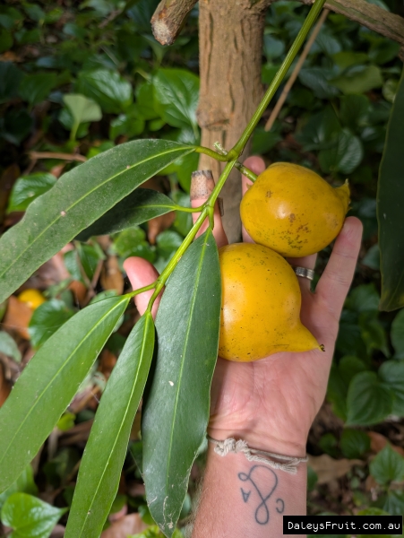 2 Yellow Mangosteen fruit with a branch of green leaves in a hand.