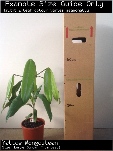 thumbnail image 2 of Yellow Mangosteen - Garcinia Zanthochymus 2 of 12
