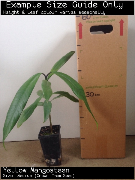 thumbnail image 2 of Yellow Mangosteen - Garcinia Zanthochymus 2 of 12