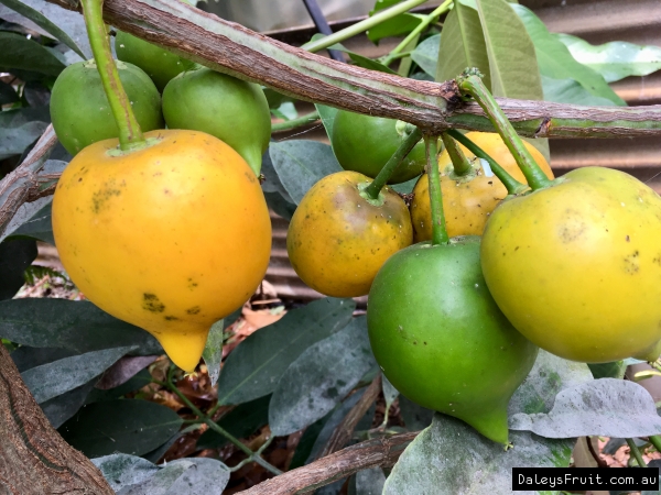 Fruiting Yellow Mangosteen Biodome