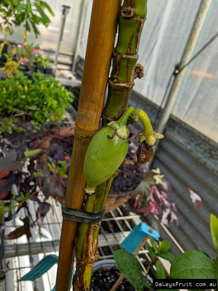 Sweet yellow mangosteen developing on stem of young grafted plant