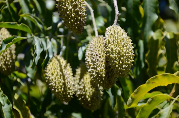 ong Jack, Flindersia xanthoxyla, Waite Arboretum, University of Adelaide, South Australia.