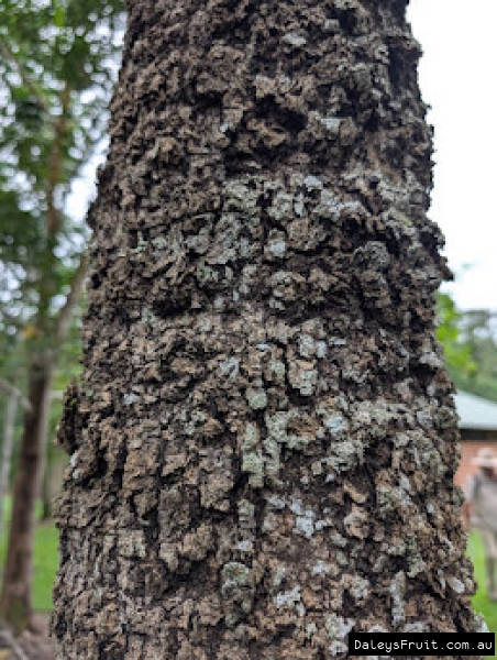 Bark photo of mature Ylang Ylang