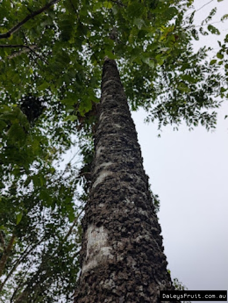 Bark photo of mature Ylang Ylang showing tall straight growth habit
