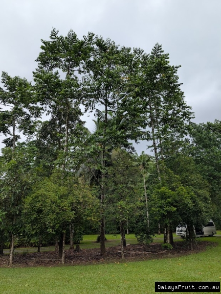 Tall Ylang Ylang row in FNQ