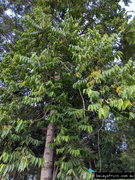 Ylang Ylang Tree