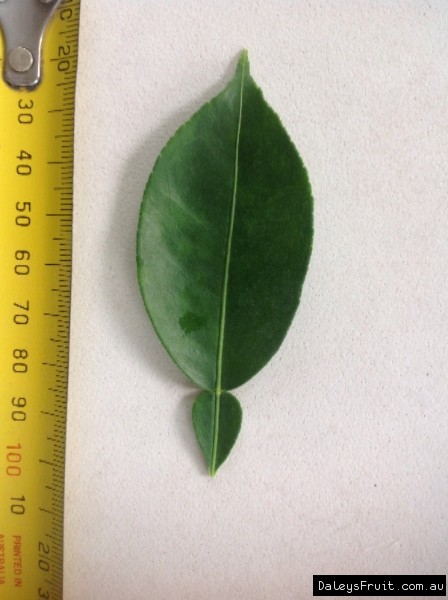 Leaf of the Yuzu