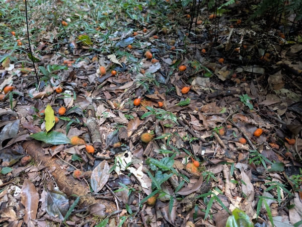 Zigzag vine fruit decorating the floor of subtropical rainforest, Northern NSW