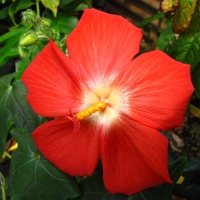 Musk Mallow