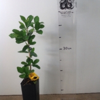 Acerola - Florida Sweet For Sale (Size: Small) (Cutting Grown)