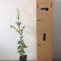 Acerola - Florida Sweet For Sale (Size: Medium) (Cutting Grown)