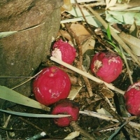Acmena ingens fruit